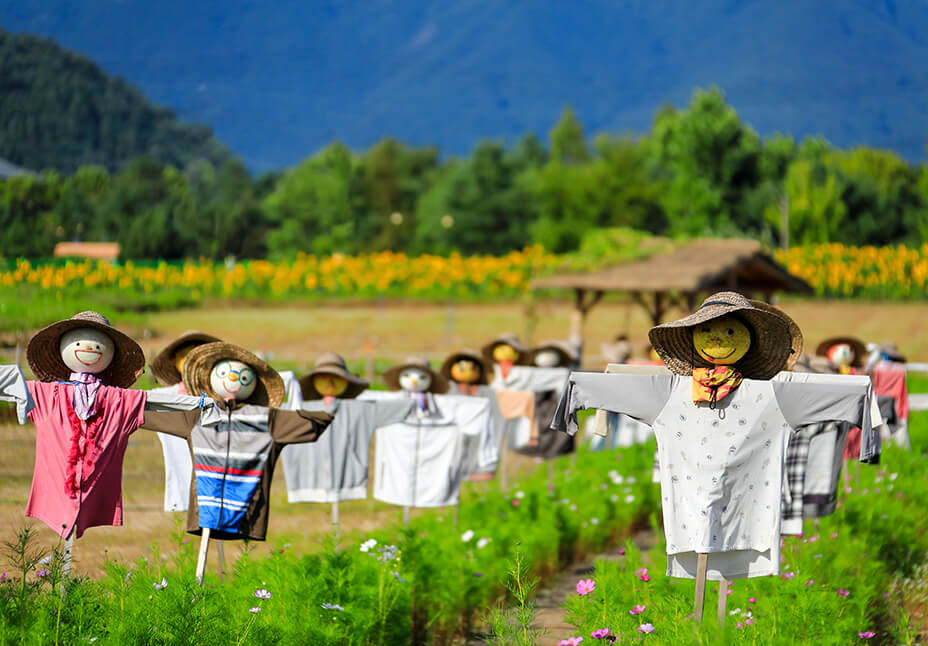 고석정 꽃밭축제 주차장