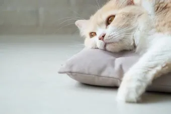 고양이 우울증과 무기력증 증상_8