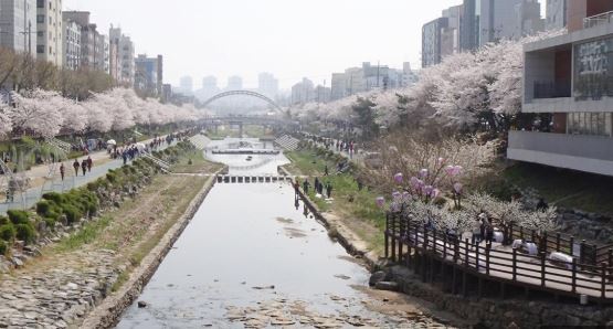 서대문 벚꽃