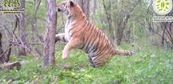 우수리 불곰 특징 성격 서식지_2