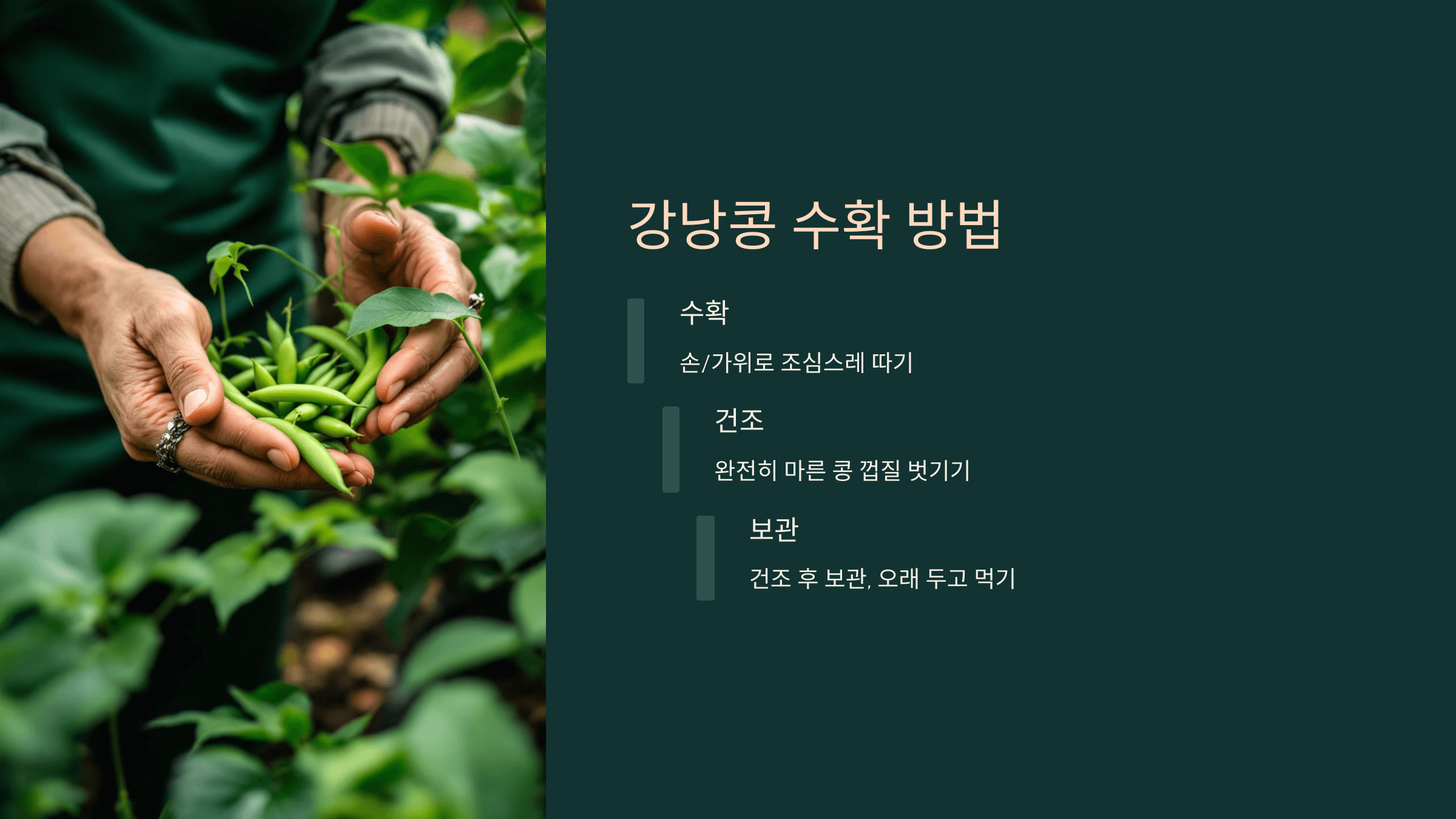 강낭콩 사진입니다.