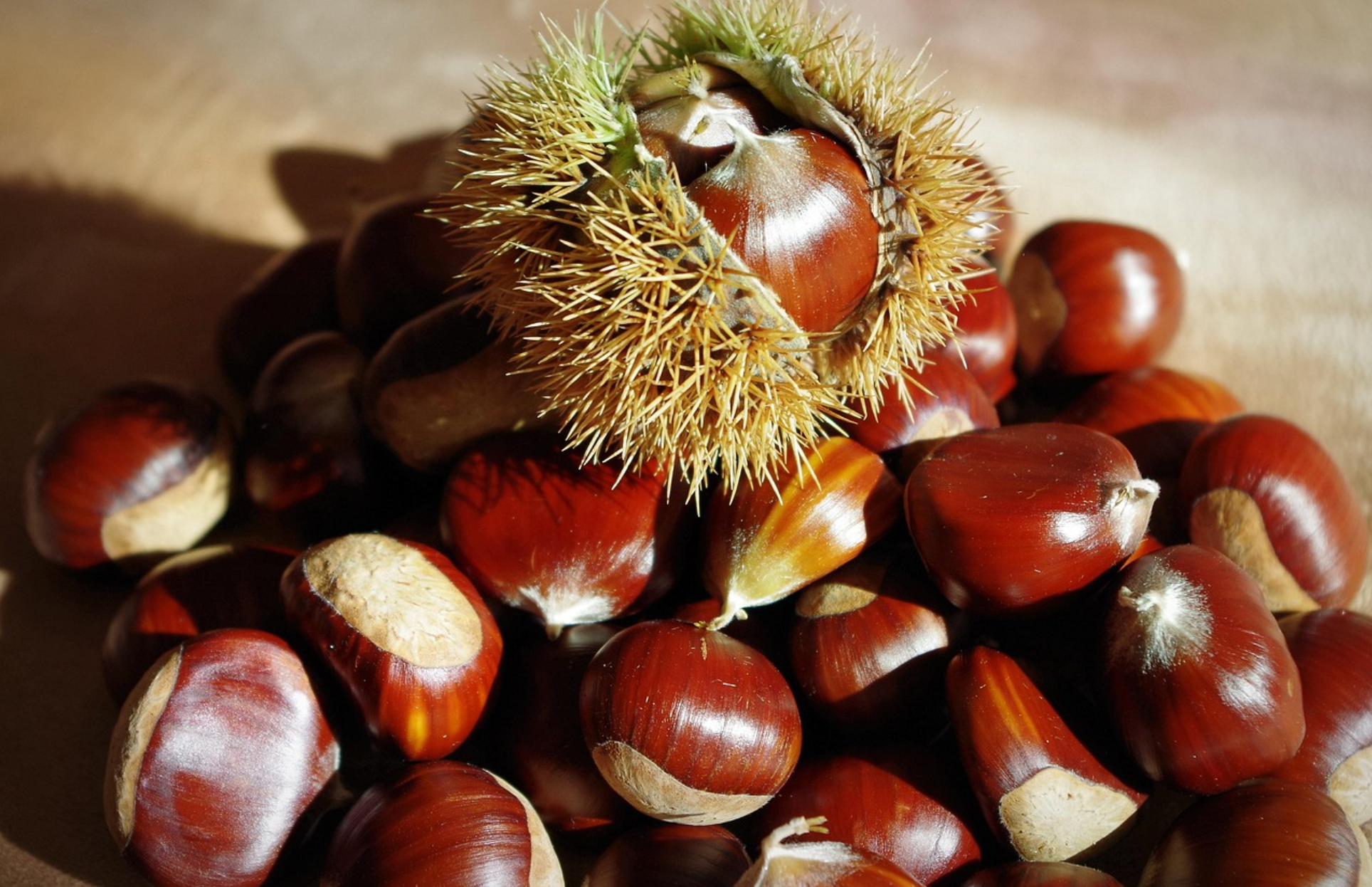 밤(Chestnut) 완전 가이드 관련 사진