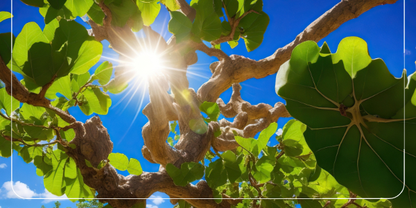 무화과의 효과와 부작용9