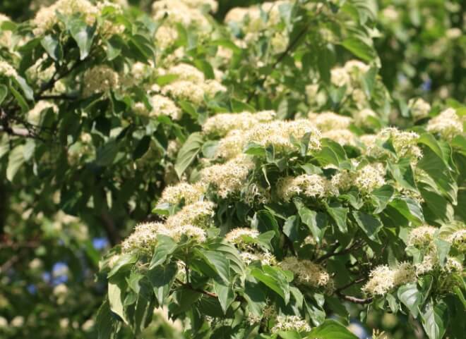 말채나무-줄기와-꽃-열매