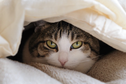 이불에 잠수하는 고양이.