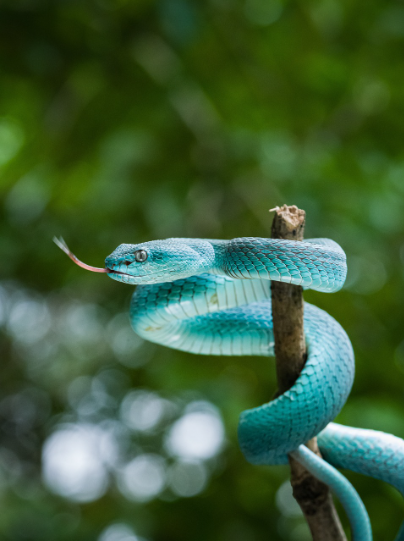 뱀에관한 꿈해몽