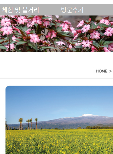 2025 휴애리 유채꽃 축제11