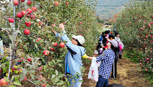 통도사 홍매화 이미지