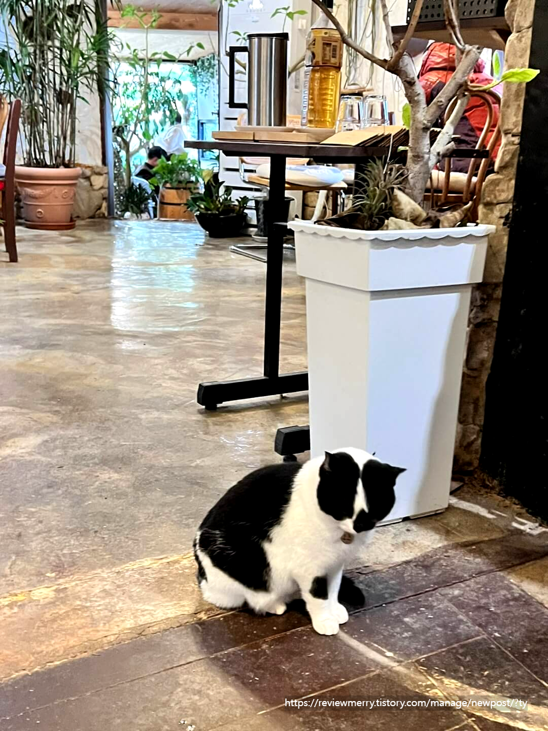 검은고양이