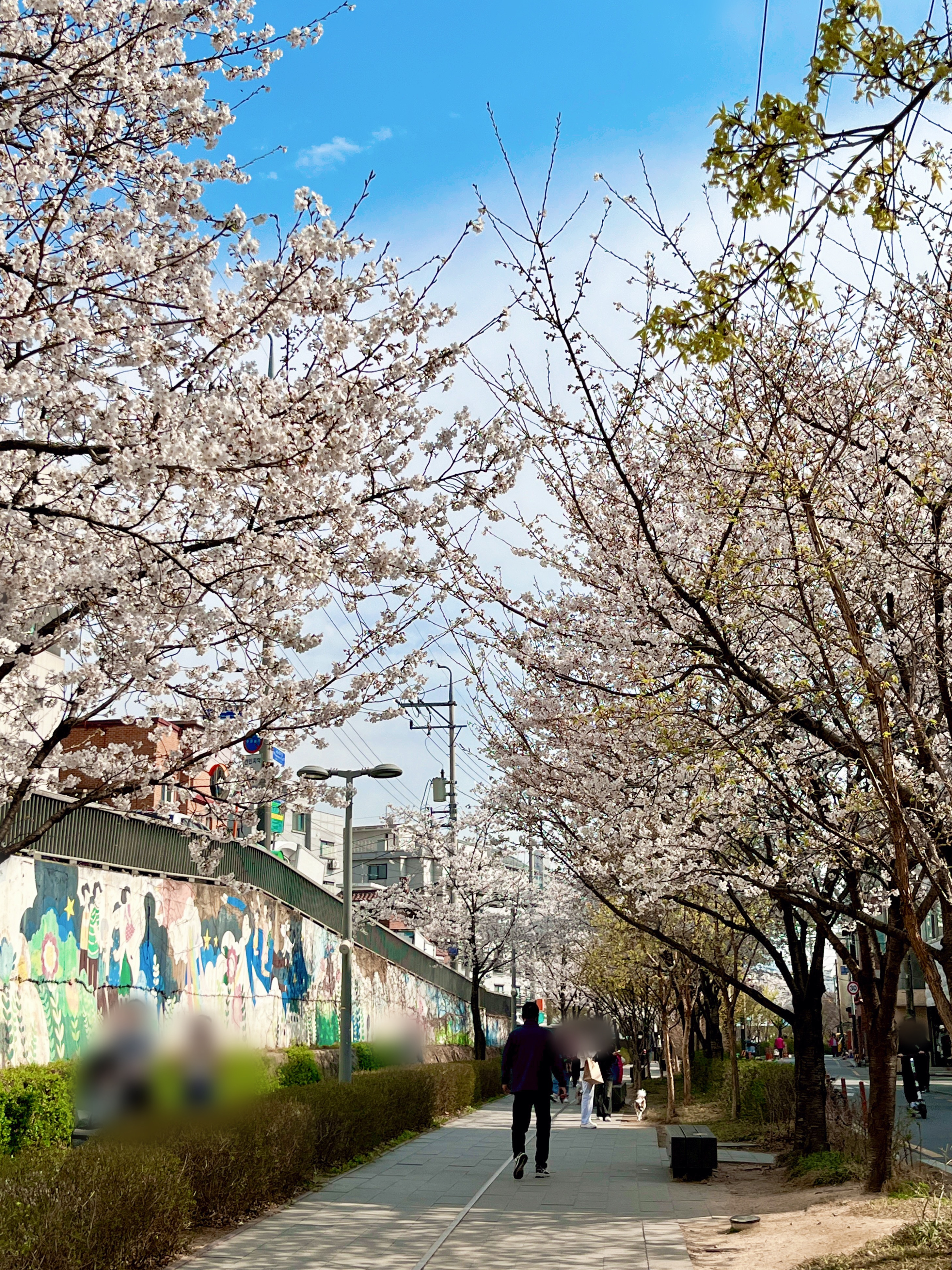 경춘선숲길 벚꽃