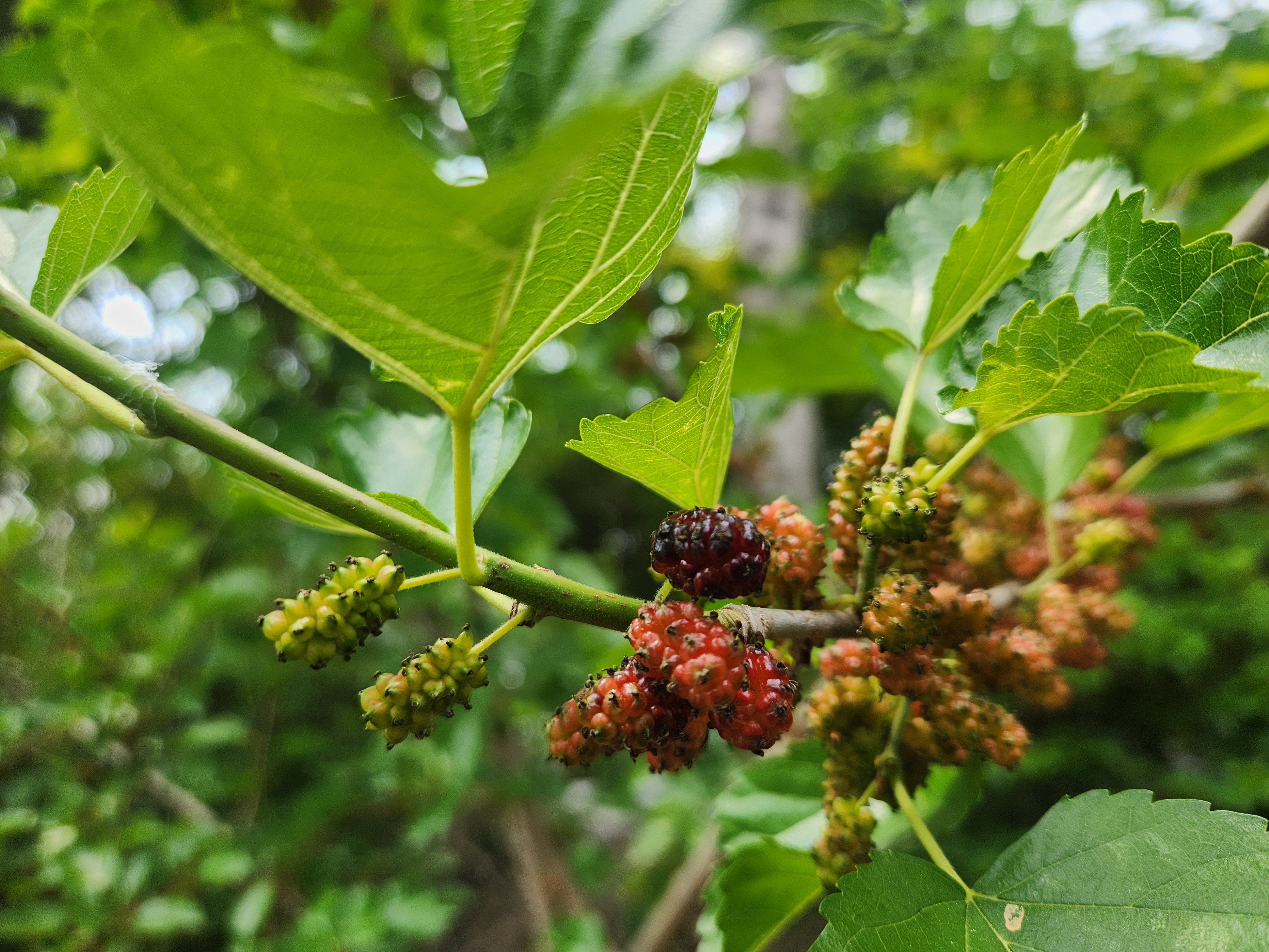 자연 상태의 뽕나무 열매 풍경