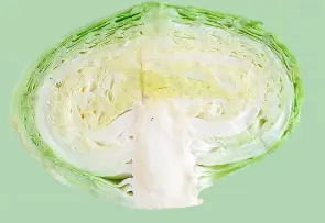 양배추