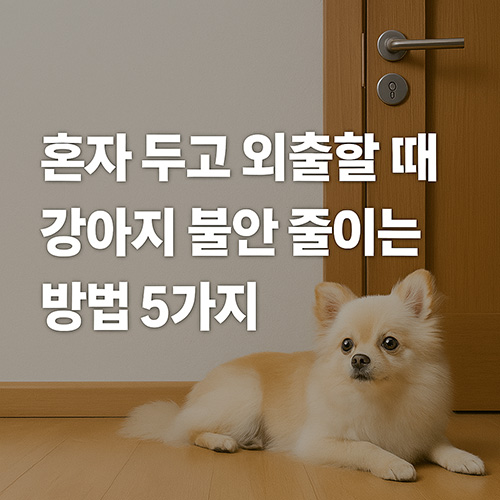 혼자-두고-외출할-때-강아지-불안-줄이는-방법-5가지