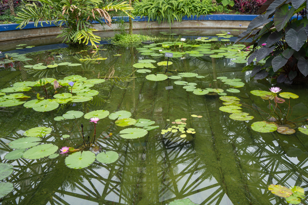 여미지 식물원 물의정원