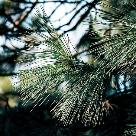 피크노제놀 해송