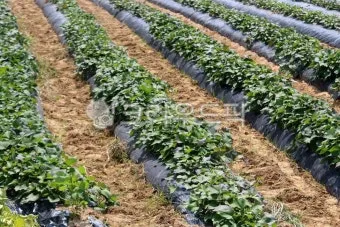 6월에 심는 밭작물 채소_20