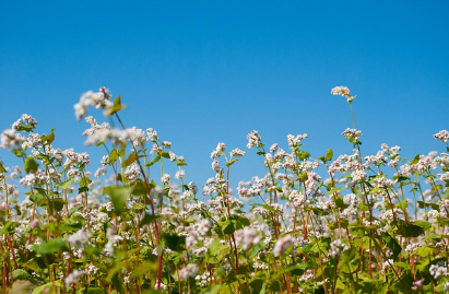 하동 북천 코스모스 메밀꽃축제 가는길