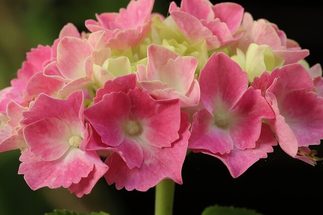 휴애리 봄 수국 축제