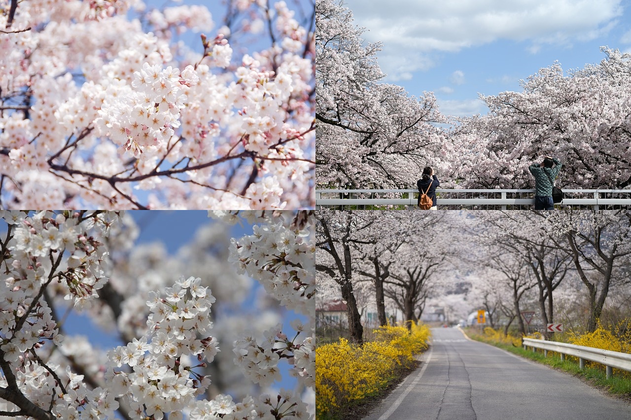 2025 벚꽃 개화시기