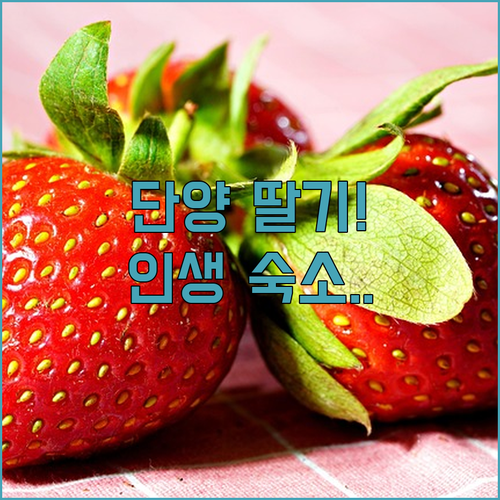 충북 단양 농촌체험 여행 딸기 수확 ..