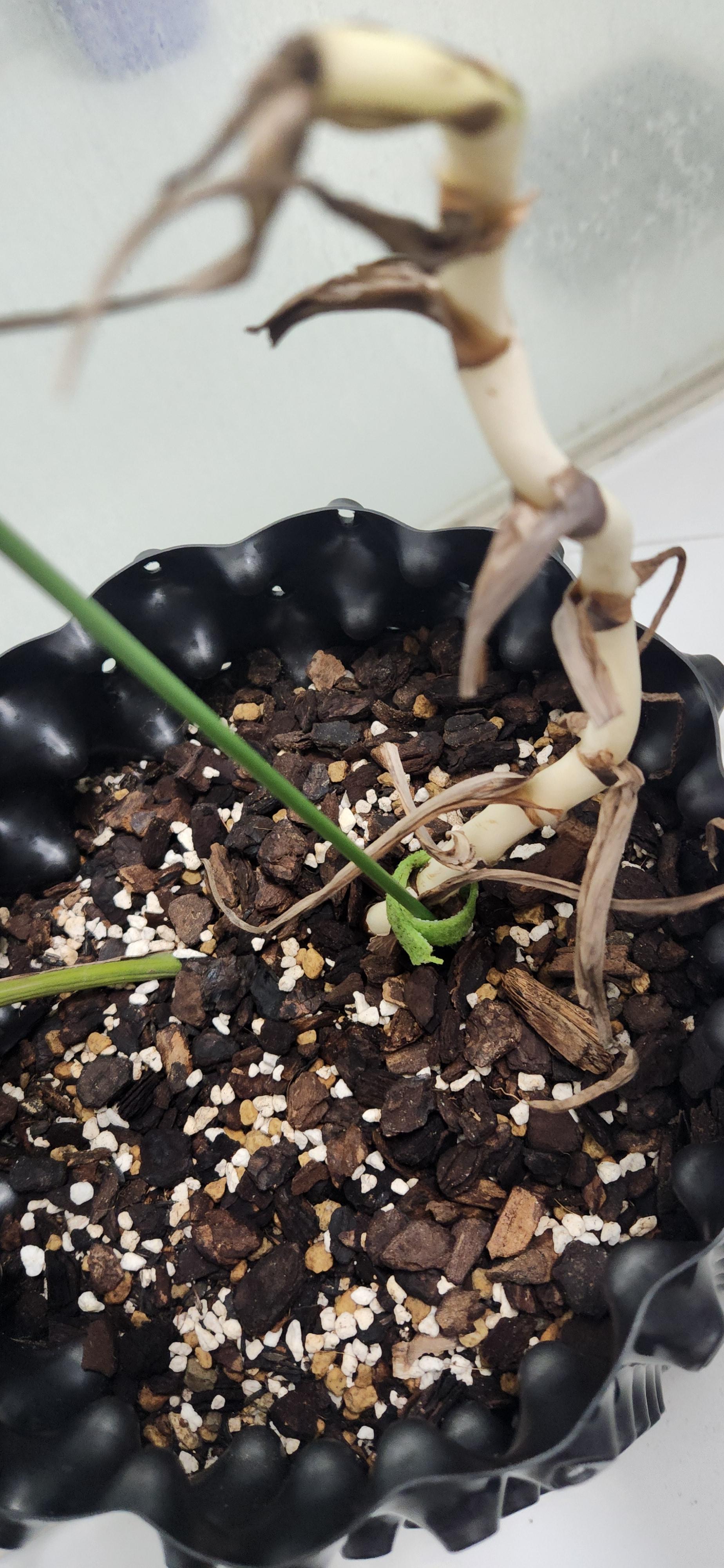 몬스테라 알보 마디