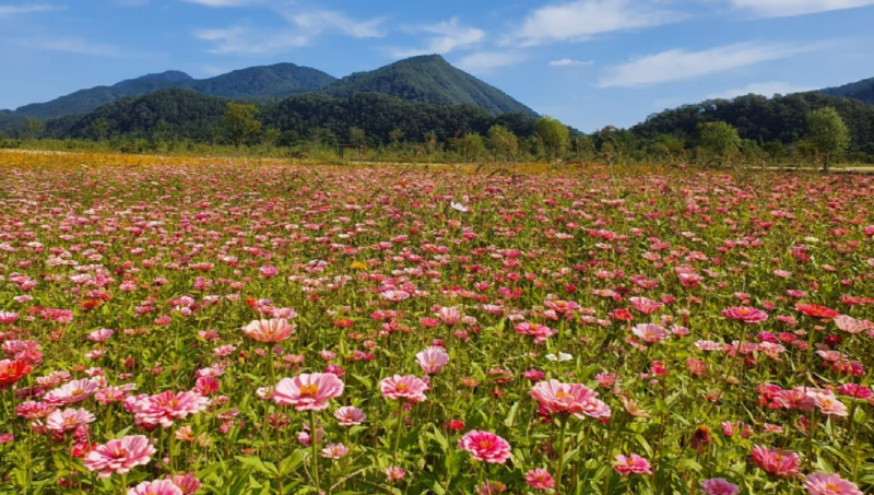 포천 한탄강 가든페스타