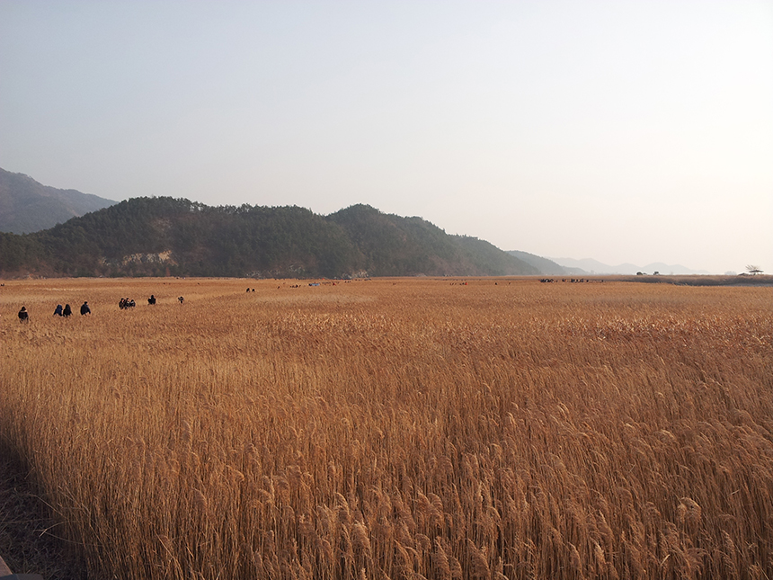 순천만 갈대밭