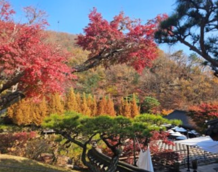 2025 화담숲 사전예약 마감