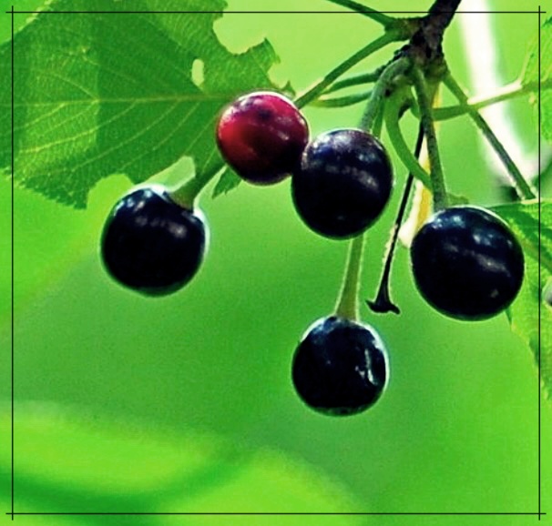 버찌 효능이 무엇일까? 이것이 진정한 건강의 비밀일까?