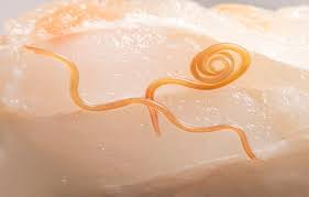 구충제 복용 시기와 방법