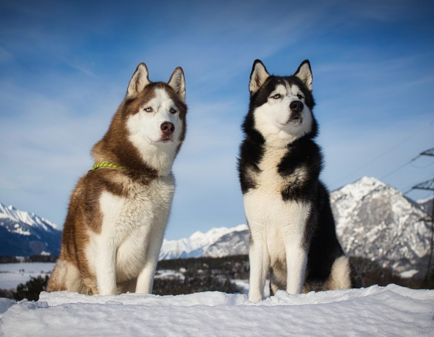 시베리안 허스키