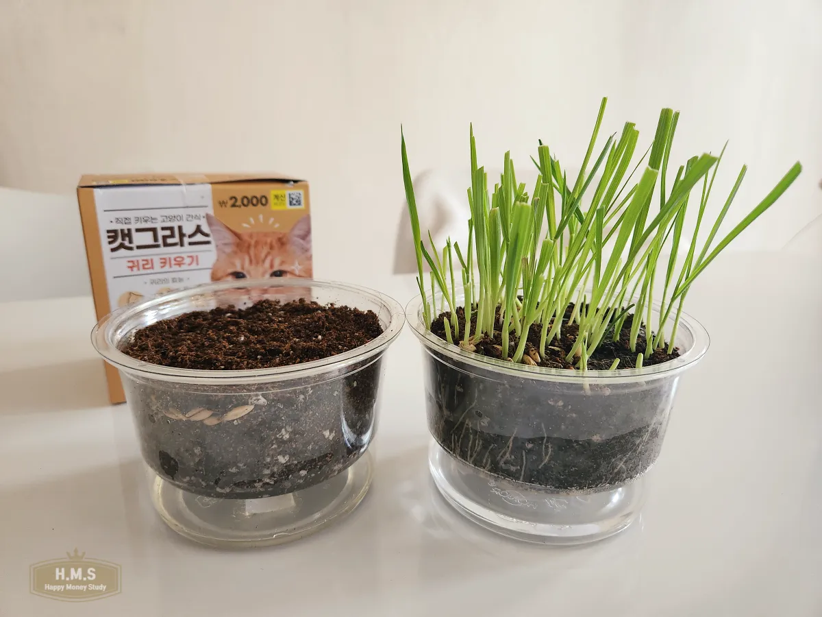 고양이-귀리-키우기-잘자란-귀리-싱싱하다
