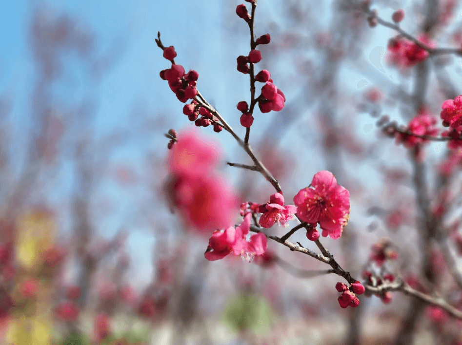 2025 광양 매화 축제 관련기사
