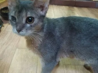 아비니시안 고양이 유전병_9