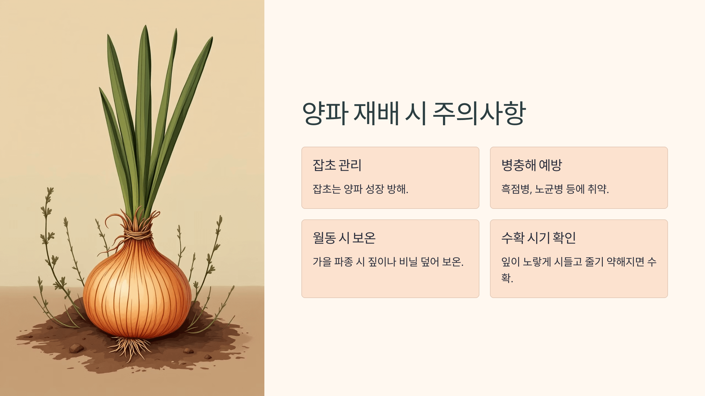 양파 사진입니다.