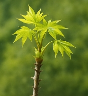 엄나무 효능 부작용