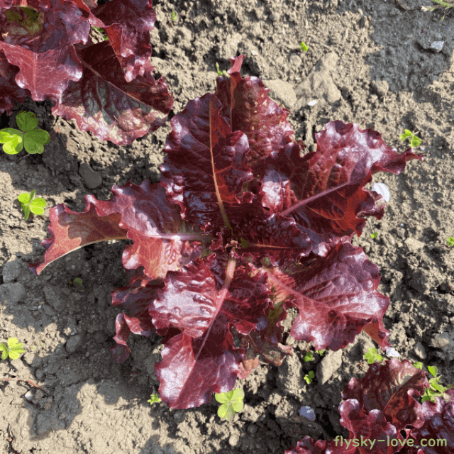 불면증에 도움이 되는 흑하랑 상추