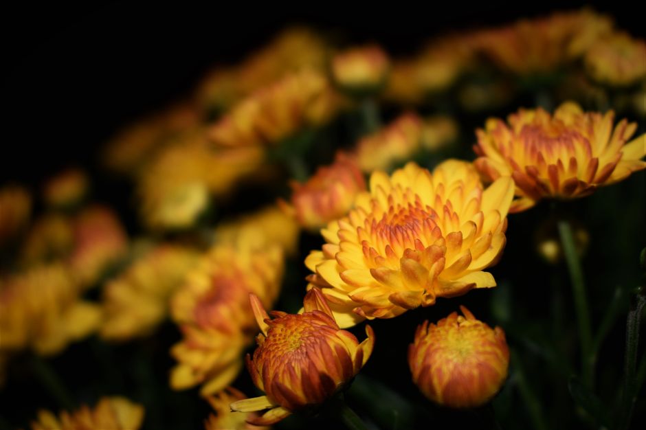Close-up of vibrant yellow-orange chrysanthemums blooming against a dark background.