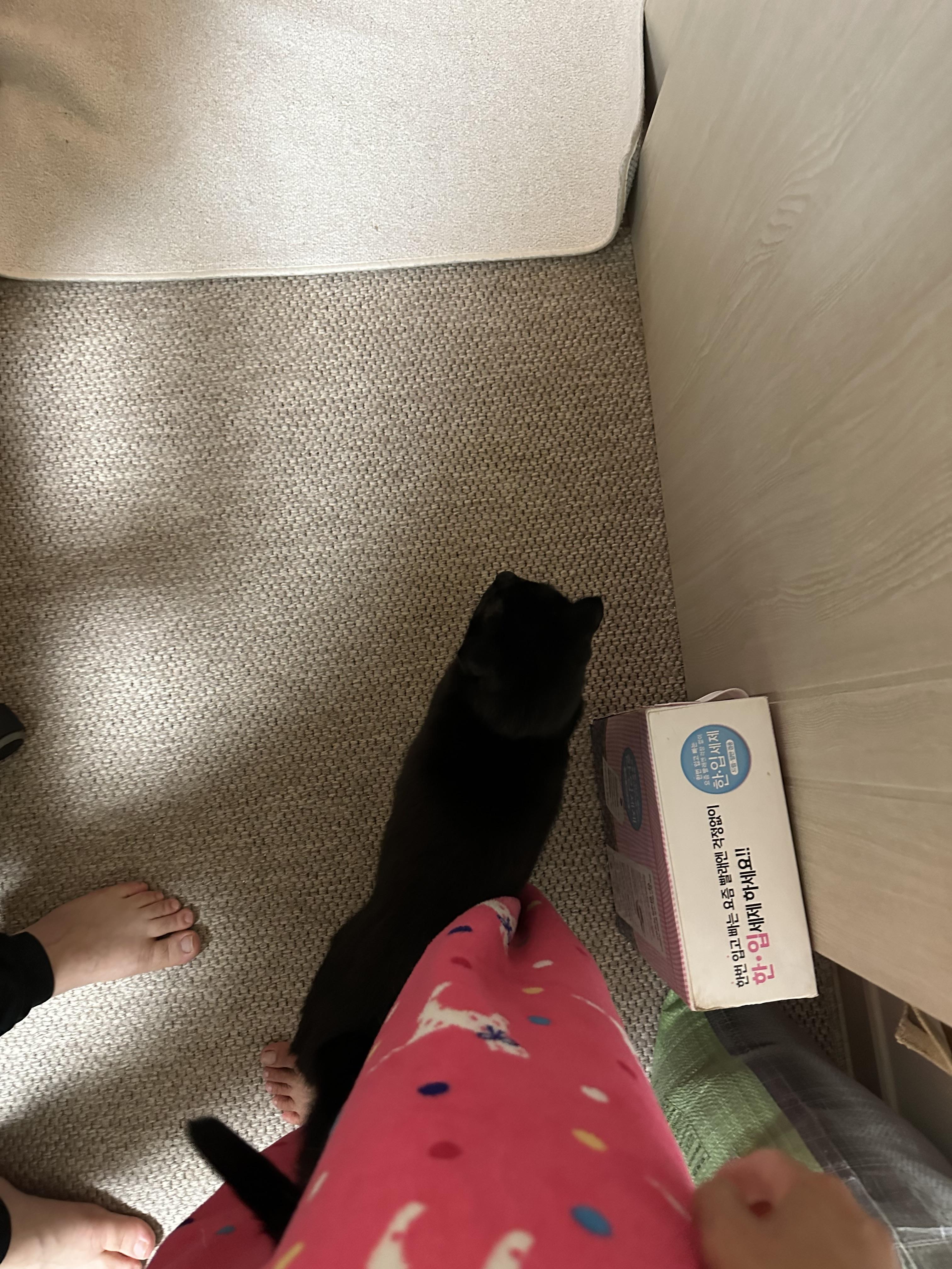 2월 고양이들 화장실 모래 전체갈이 (feat.사이잘룩러그)