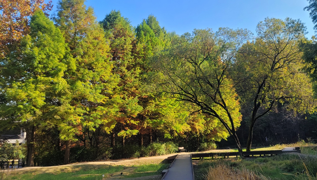 이국적인 느낌의 물향기 수목원 가을