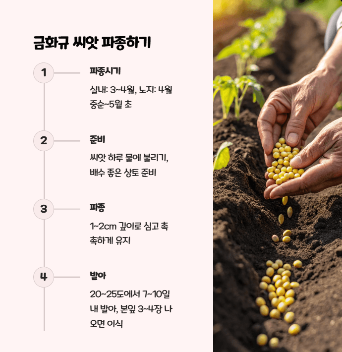 금화규 파종시기