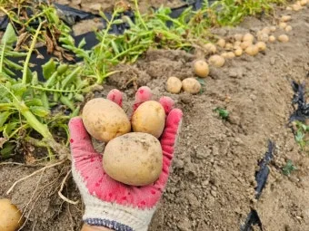 감자 수확시기 지역별 차이와 재배 팁_12