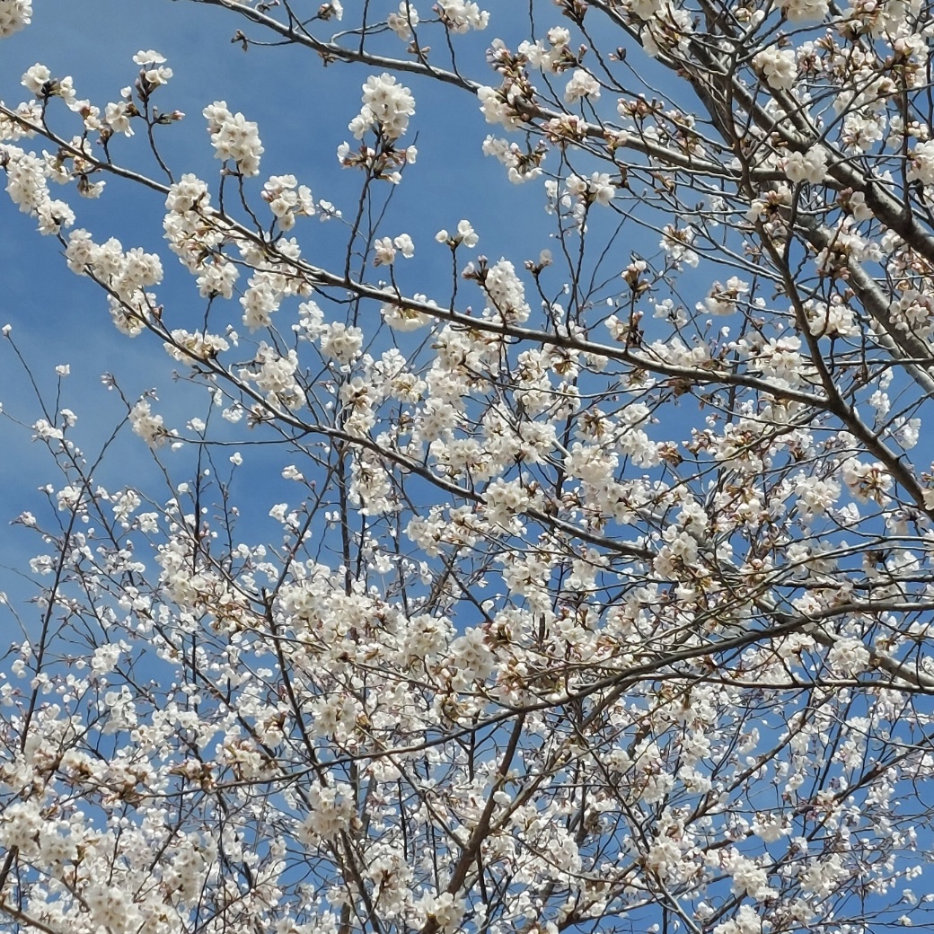 김해_연지공원_벚꽃_개화현황