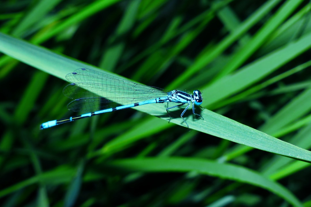 Dragonfly