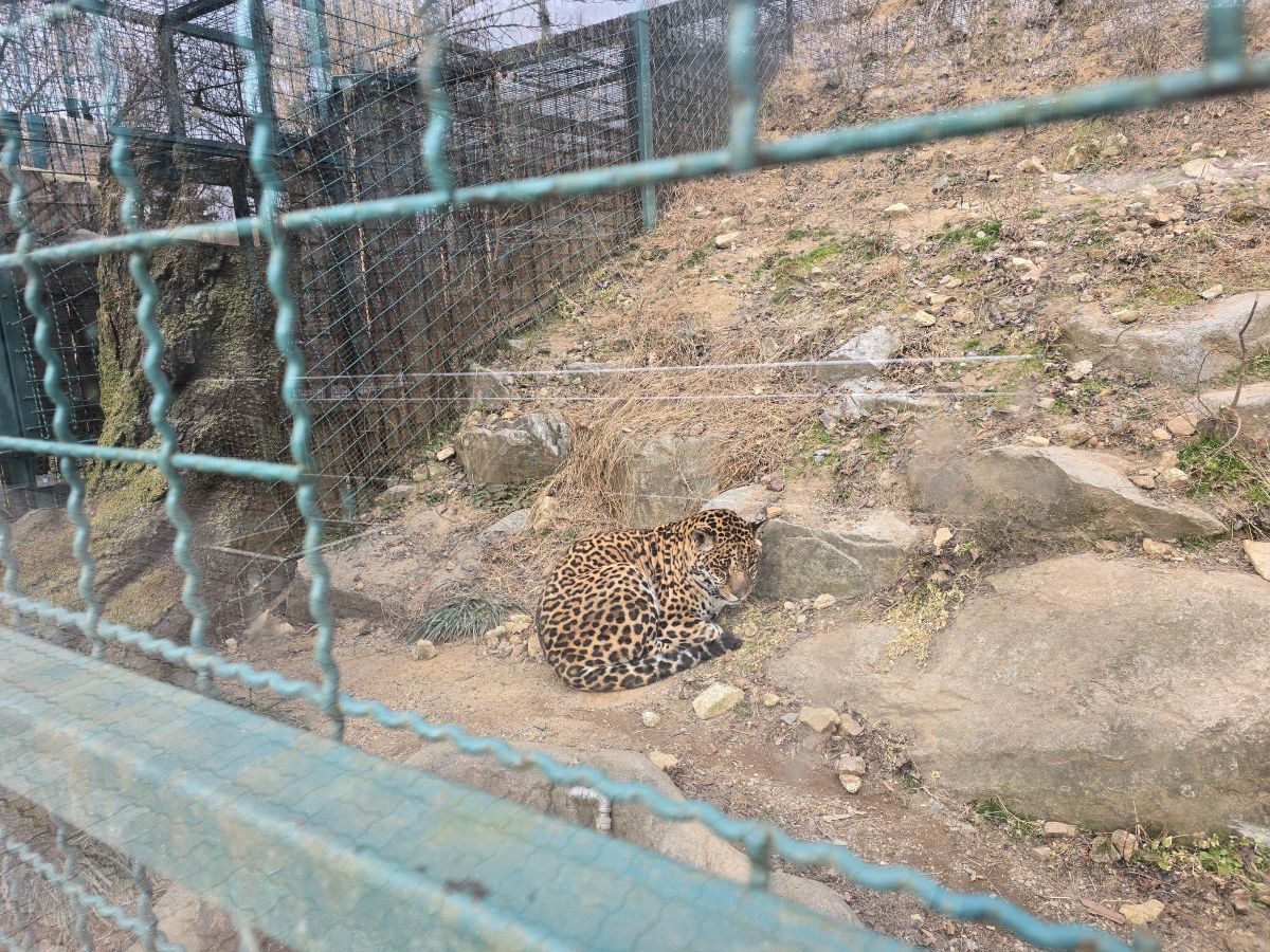 오월드-재규어