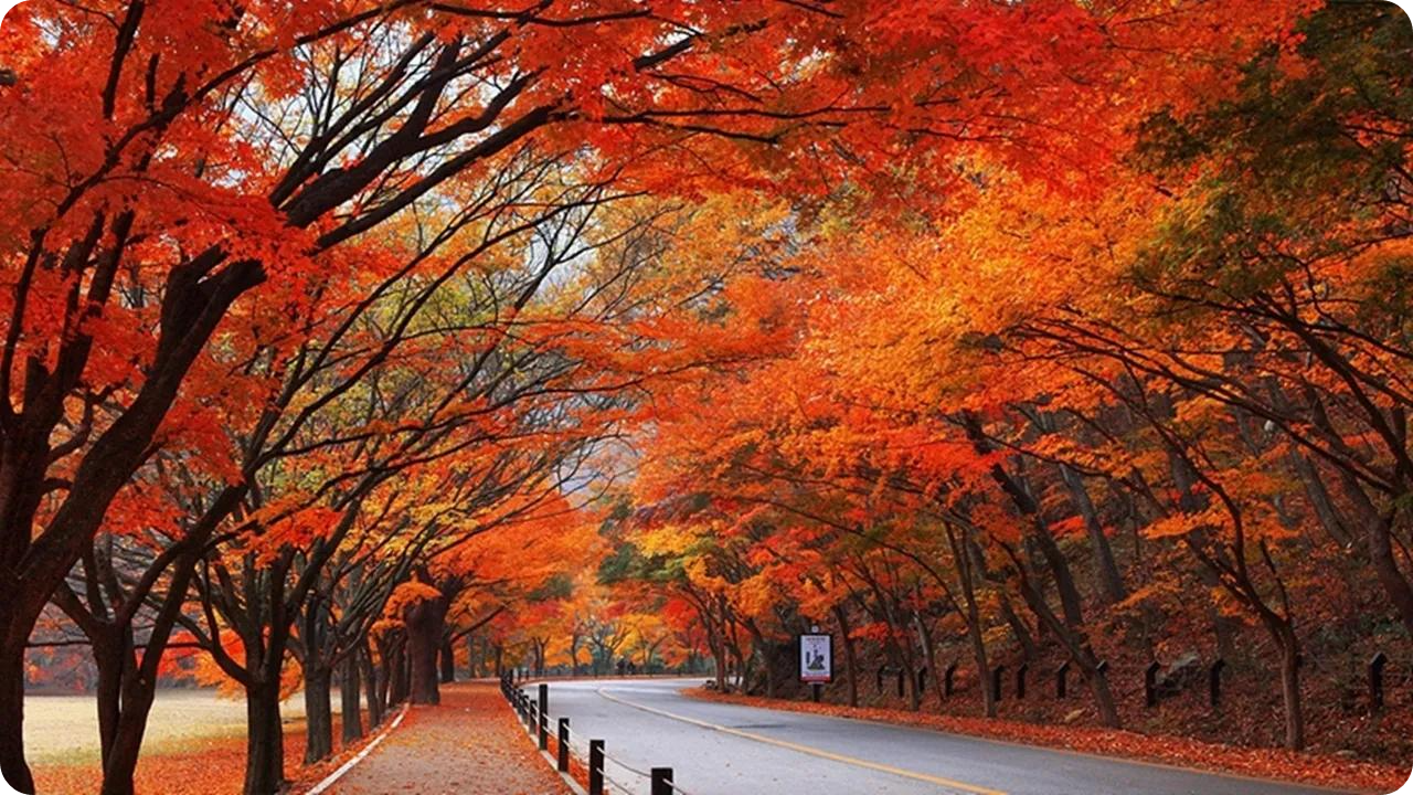 출처: 완주군청 홈페이지(내장산)