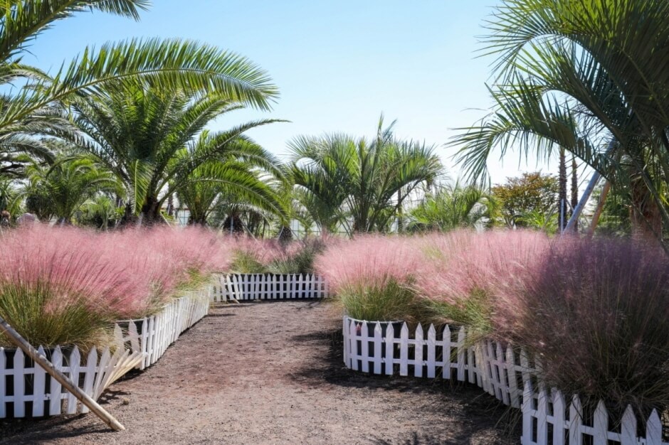 제주 핑크뮬리 축제6