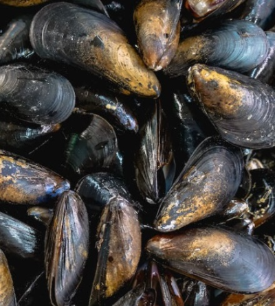 12월 제철 해산물