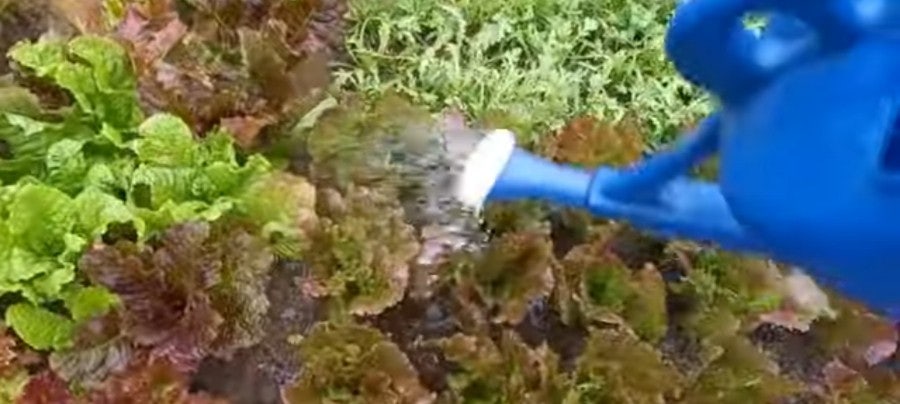 물주기와 비료관리