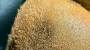 키위 껍질 먹는 방법